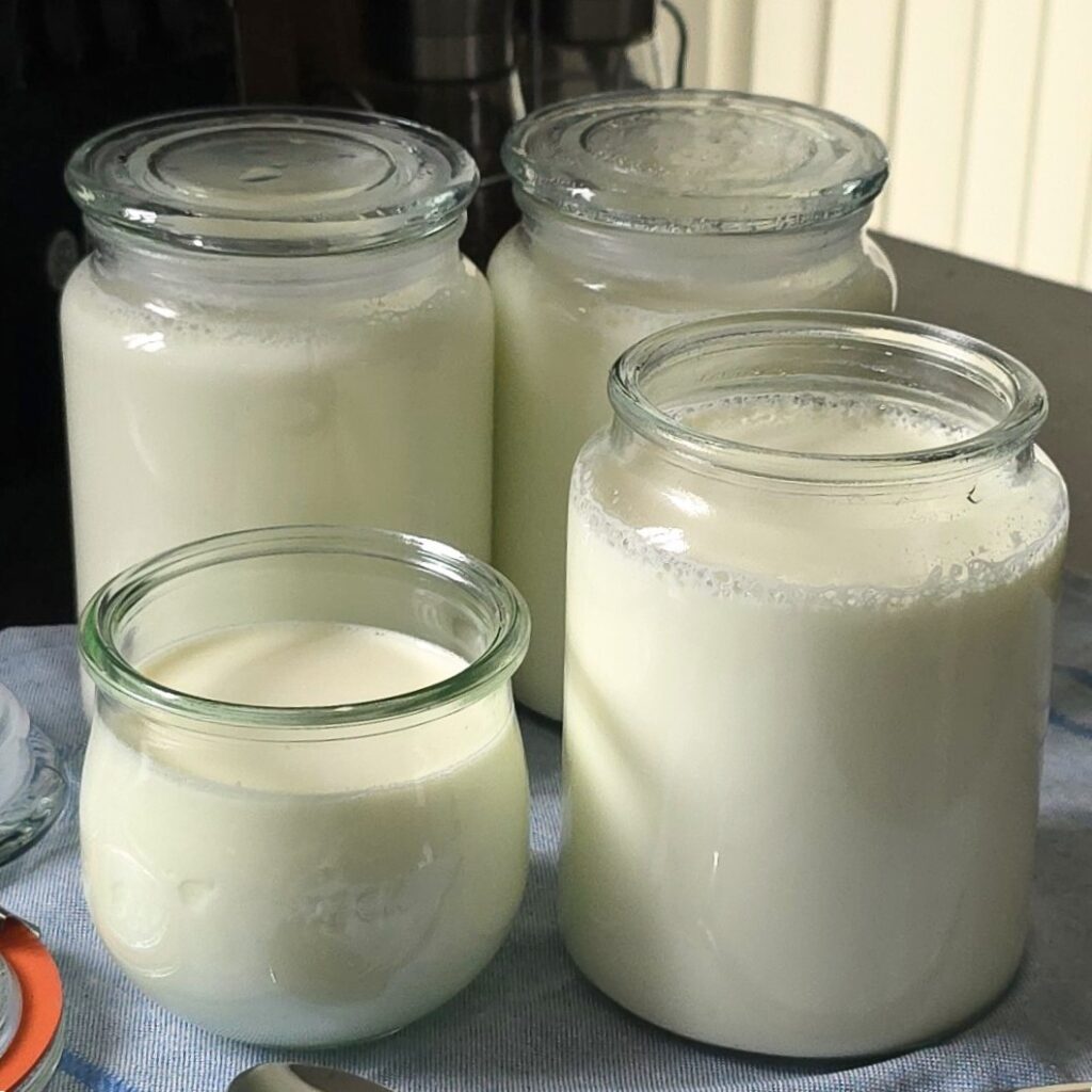 A close-up shot of glass jars filled with thick, creamy Bulgarian yogurt made with a 24-hour fermentation method.
