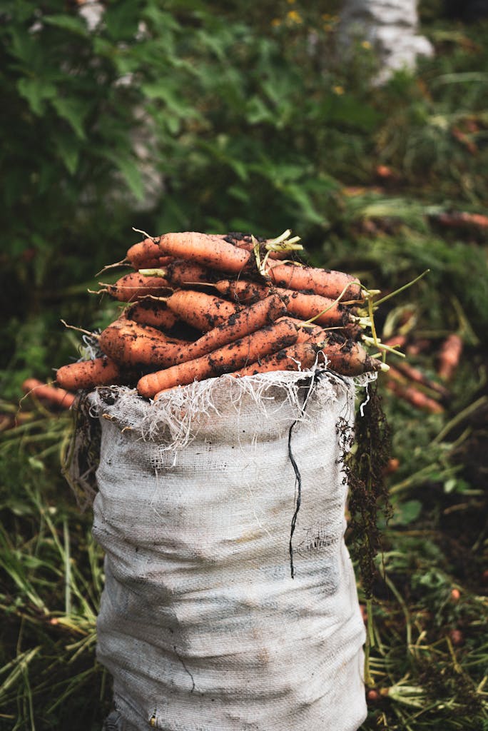 A stack of freshly harvested carrots in a sack, resting in a natural outdoor setting.