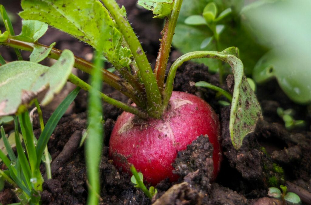 Close-up of a red radish in vibrant green foliage, capturing fresh growth in a German garden.