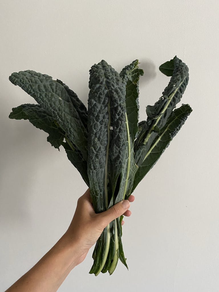 A hand holding a fresh bunch of kale leaves against a plain white background.