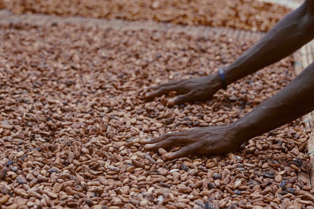 Hands spreading cocoa beans for drying, representing Ghana's manual agriculture.