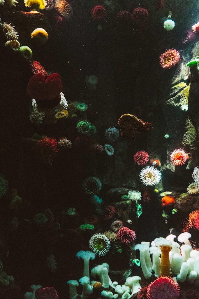 Colorful corals and marine life create a stunning underwater scene.