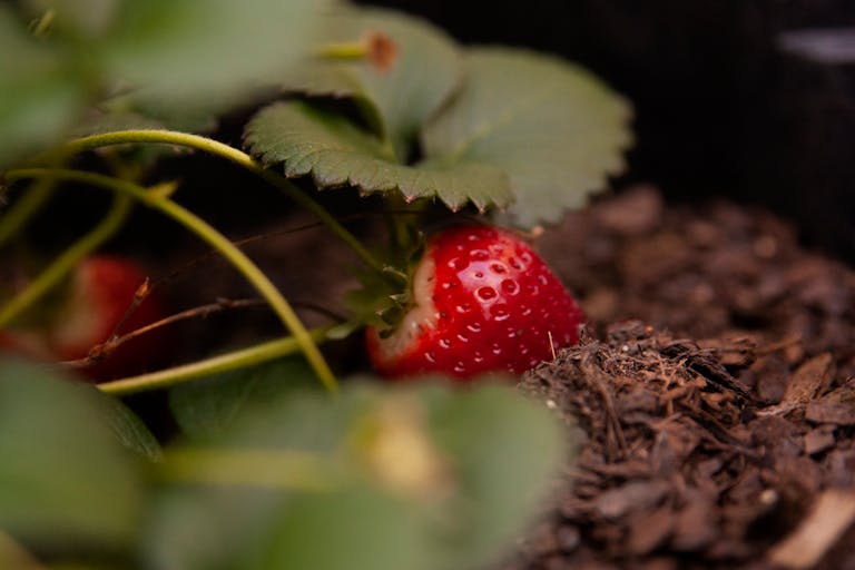 A vibrant red strawberry growing amidst lush green leaves and brown soil in a garden.