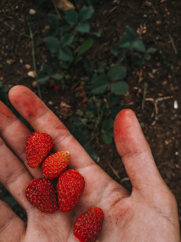 Close-up of a hand holding freshly picked ripe strawberries with soil in the background.