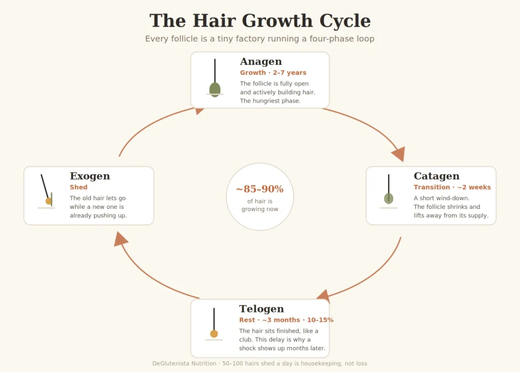 hair growth cycle anagen catagen telogen exogen follicle factory