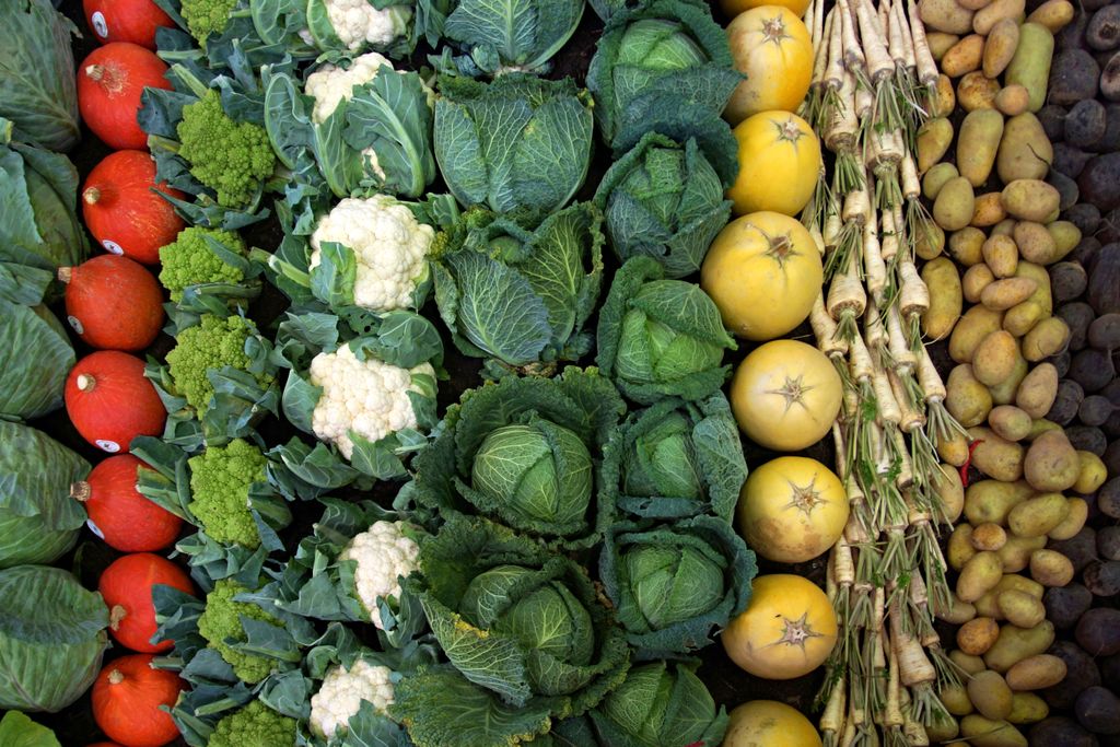 A colorful collection of fresh organic vegetables including cabbage, cauliflower, potatoes, and radishes as examples of intact food matrix in preventive nutrition.